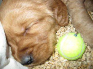 sm fatty with ball