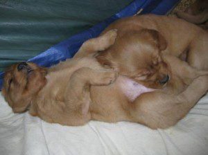 sm tummy as pillow