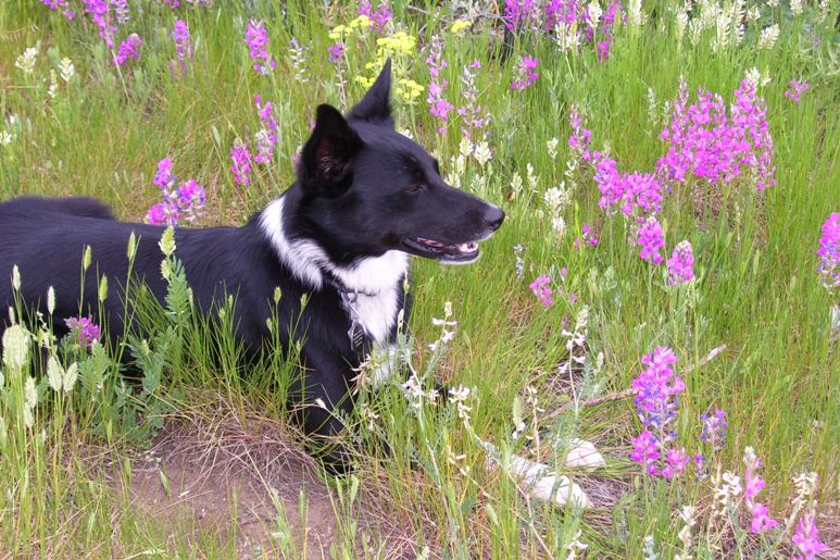best dog blog, champion of my heart, photo of Lilly (a border collie) in flowering meadow