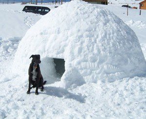 Ginko Igloo march 2003