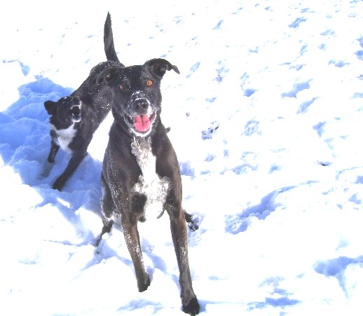 dogs in snow dec 07 004