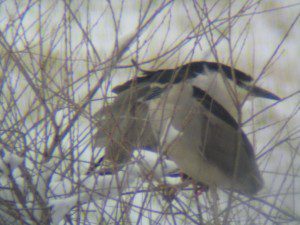Herons 5-13-08 (b)