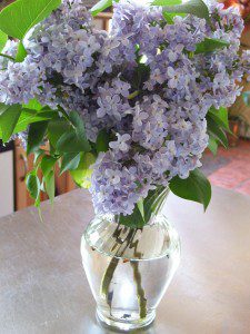 best dog blog, champion of my heart, vase of lilac