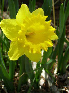 best dog blog, champion of my heart, daffodil