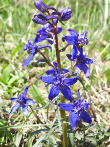 best dog blog, champion of my heart, wild colorado columbines