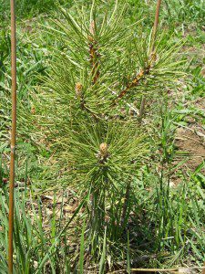 best dog blog, champion of my heart, small ponderosa pine tree