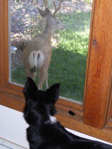 Lilly & Buck Sept 7, 2008 003