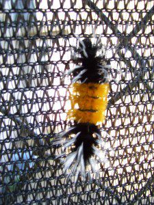 Misc shots Mid-Sept 08 001