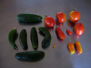 last tomatoes and cucumbers