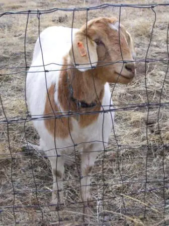 Goat friend 1