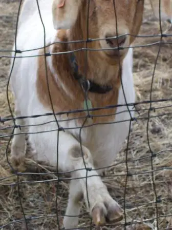 Goat friend 2