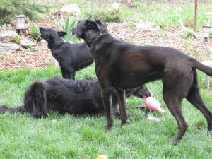 katie and pups