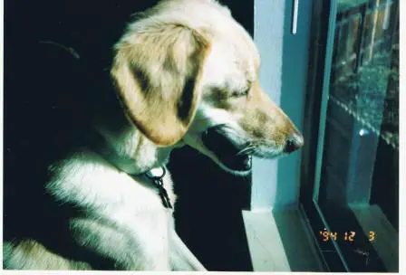 hemangiosarcoma dogs - yellow lab mix (Cody) smiling and looking out a window