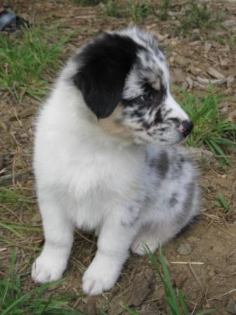 best dog blog, champion of my heart, Australian shepherd puppy