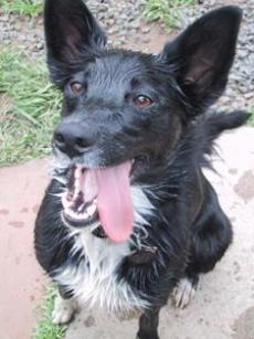 smooth coat border collie dog blog champion of my heart