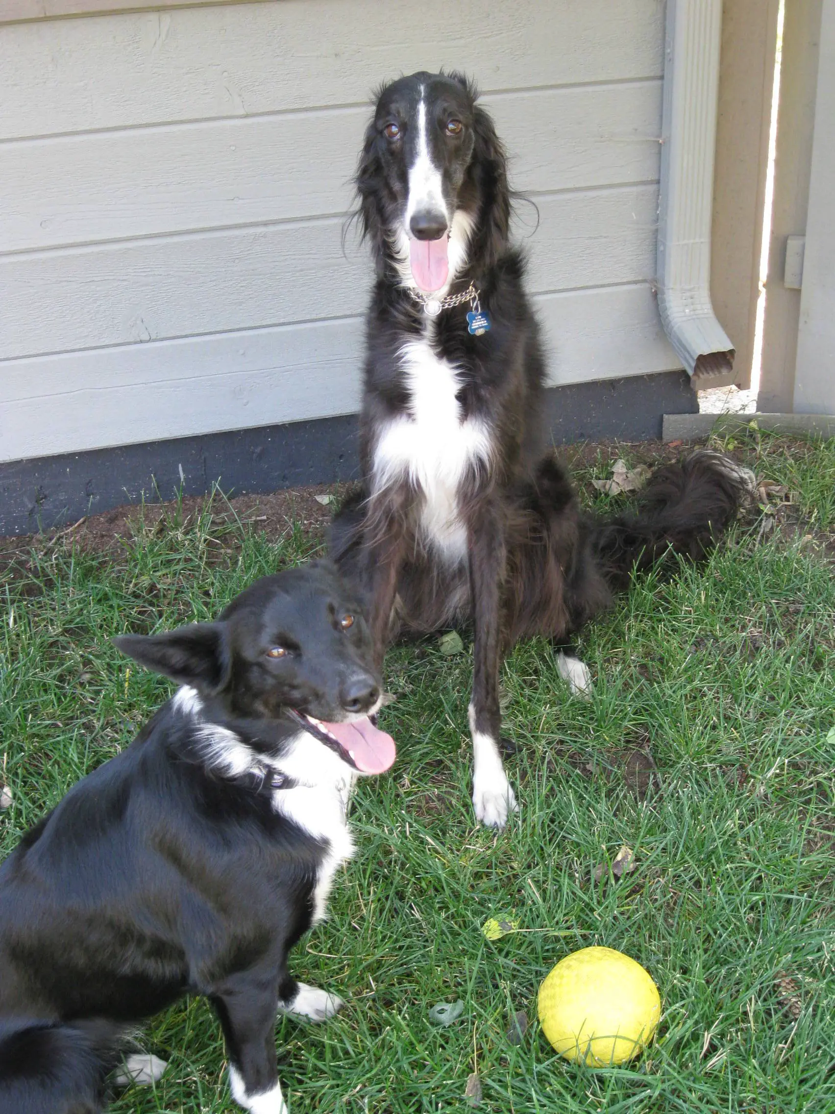 best dog blog, champion of my heart, border collie and borzoi