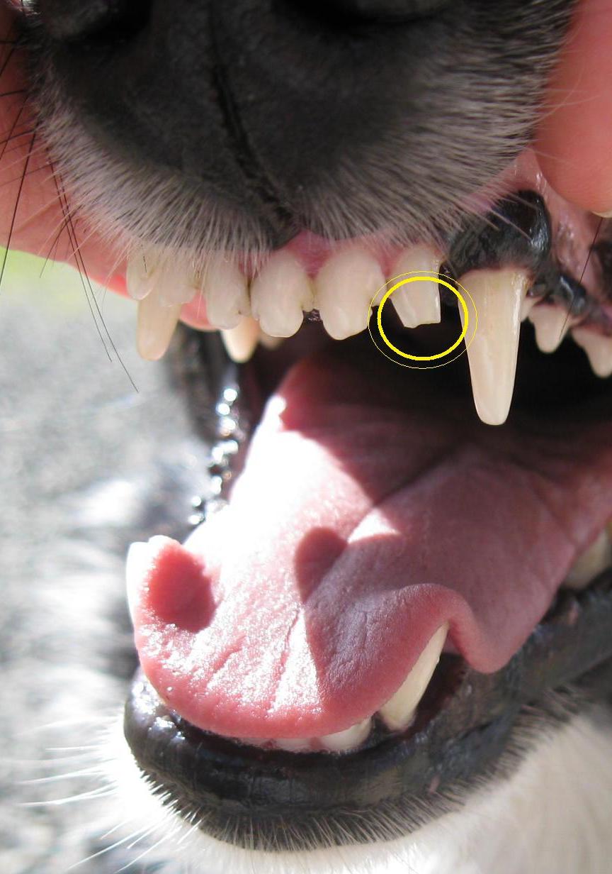 Dog teeth eruption chart