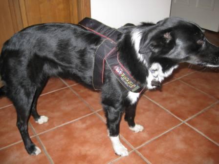 Ruff rider dog clearance harness