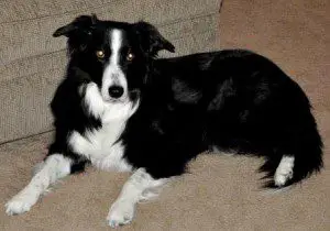 best dog blog, champion of my heart, 7 links, photo of border collie