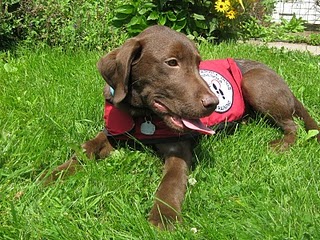 chuck puppy photo of chuck
