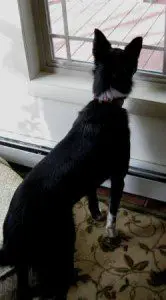 Lilly looking out window