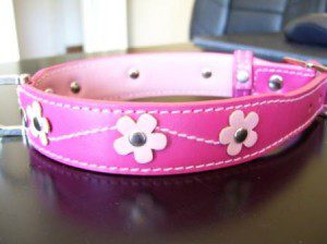 Lilly's fancycollar