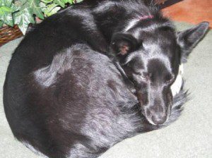 dog suffering from paintball poisoning - b/w dog curled up