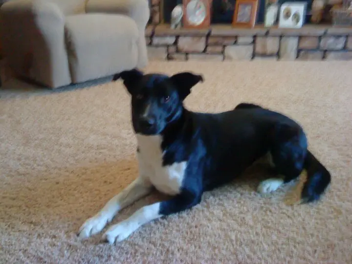 border collie at home