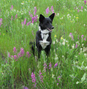 Lilly, canine heroine of the award-winning dog blog Champion of My Heart