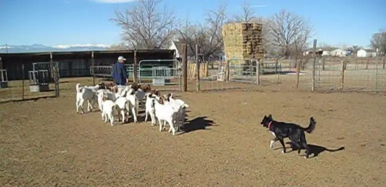 dog blog, dog training, champion of my heart, herding dog, border collie