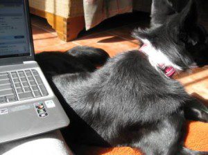 dog dog training dog blog dog writing
