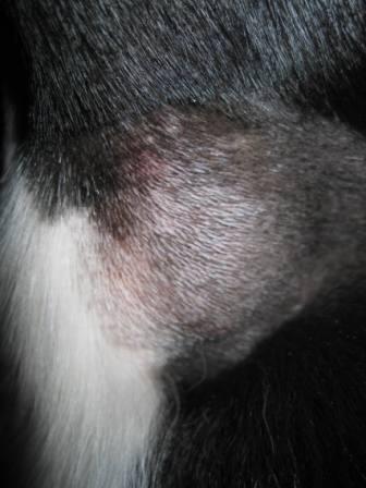 Dog Health Spider Bite