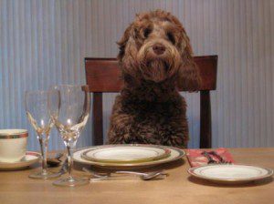 best dog blog, champion of my heart, pet etiquette