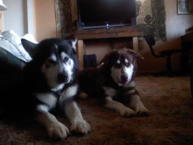 stolen dogs Ukiah California June 28, 2011 wal-mart parking lot