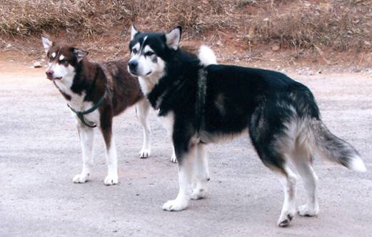 stolen dogs Ukiah California June 28, 2011 wal-mart parking lot