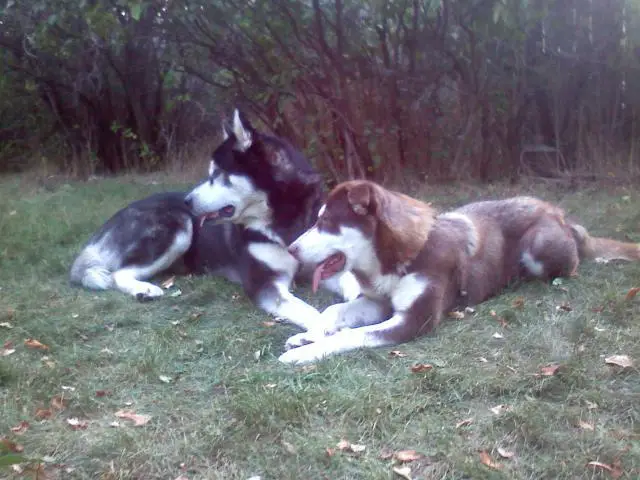 stolen dogs Ukiah California June 28, 2011 wal-mart parking lot