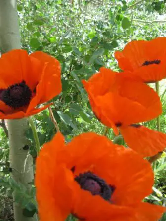best dog blog champion of my heart poppies flower picture