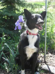 best dog blog champion of my heart Lilly border collie