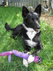 best dog blog champion of my heart dog toy review