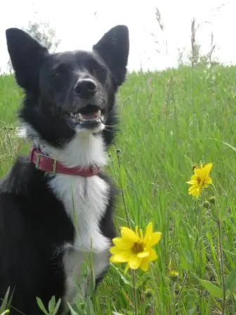 best dog blog champion of my heart Lilly border collie