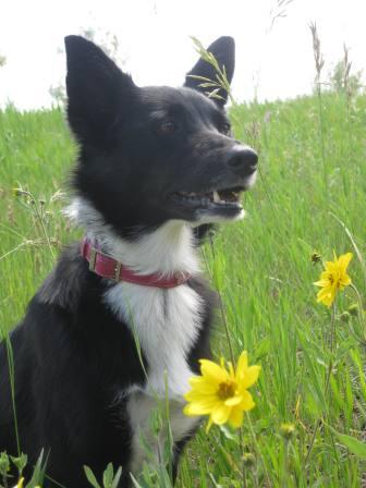 best dog blog champion of my heart Lilly border collie