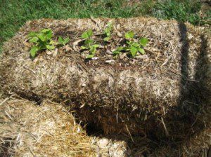 best dog blog, champion of my heart, straw bale gardening