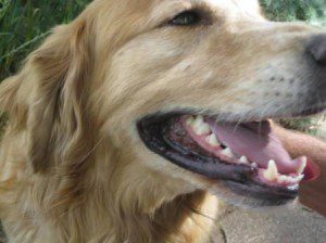 best dog blog, champion of my heart, golden retriever picture