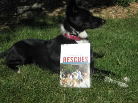 best dog blog, champion of my heart, photo of Lilly with the book ... Living With the Rescues