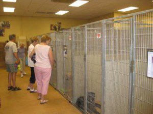 best dog blog, champion of my heart, boulder humane society adoption center row of adult dogs