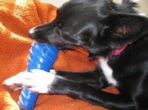 best dog blog, 2010, champion of my heart, dog with dog toy picture