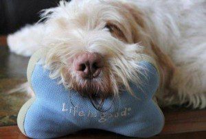 best dog blog, 2010, champion of my heart, ecco d'oro photo