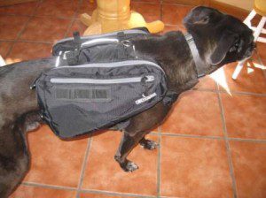 best dog blog, champion of my heart, lab mix dog wearing canine equipment ultimate trail pack