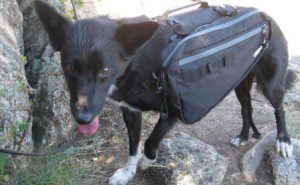 best dog blog, champion of my heart, border collie wearing canine equipment ultimate trail pack