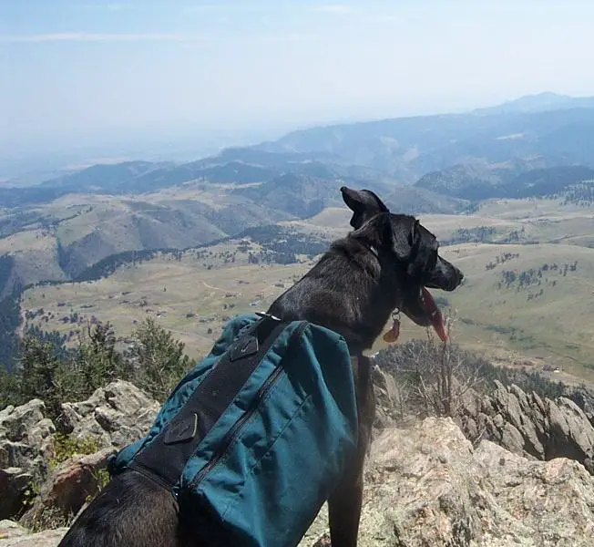 best dog blog, champion of my heart, lab mix dog wearing backpack and overlooking mountain valley